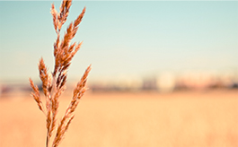 专业版强大的Web漏洞扫描工具